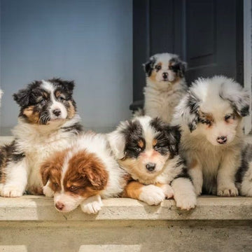 Hvor køber man en hundehvalp ?