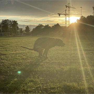 Tak fordi du samler op efter din hund