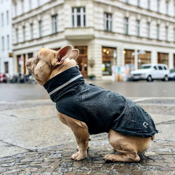 Størrelsesguide: Cloud7 jakker til fransk bulldog