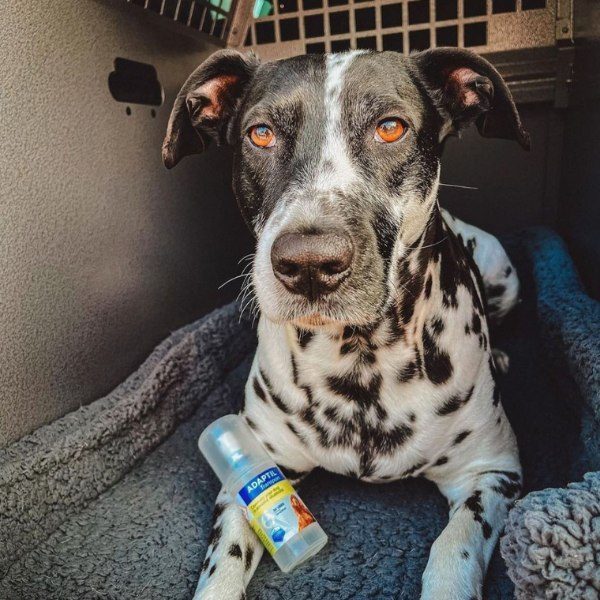Adaptil Transport Spray // Hjælper med at gøre din hund rolig på farten