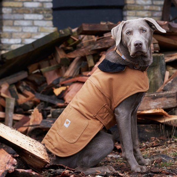 Carhartt Hundejakke // Vandafvisende overgangsjakke (brun)