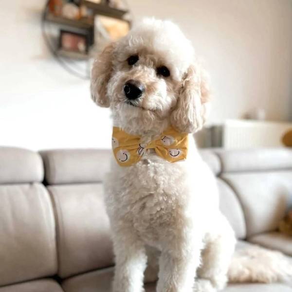 Friendship // Hundebutterfly med smileys