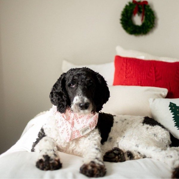 Elfie // Julebandana med sukkerstokke