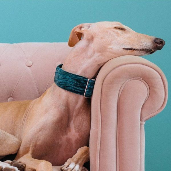 Martingale Brott Verdu // Halsbånd i grøn velour