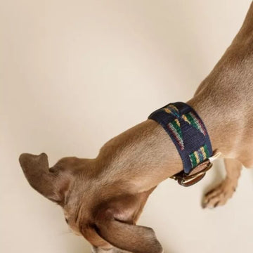Buddys Dogwear Etna Blue // Bredt og let halsbånd (blå)