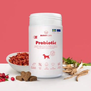 Buddy Probiotic // Naturligt kosttilskud som støtter fordøjelsen