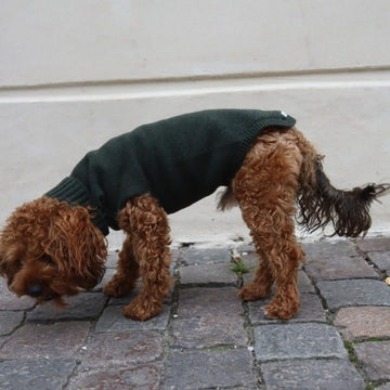 Calimar Sweater // Strikket hundesweater i uld (mørkegrøn)