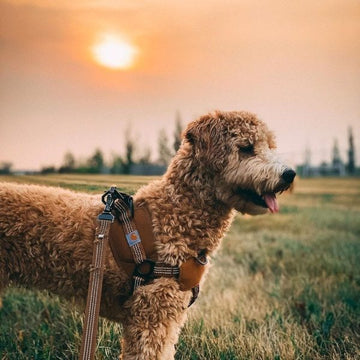 Carhartt Hundesele // Step-in og antitræk sele (brun)