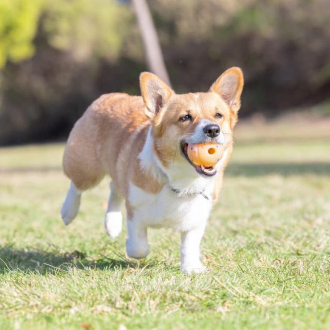 Chuckit!® Birthday Fetch Ball // Bold i naturgummi