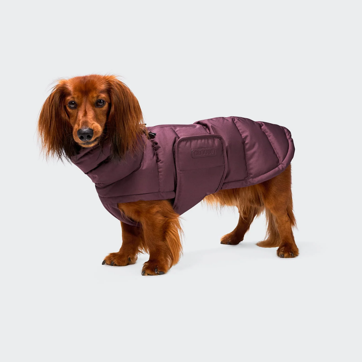 Cloud7 Alaska, Dachshund // Extra warm winter jacket (aubergine