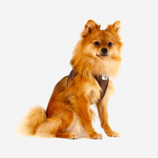 Curli Cord // Step-in harness in velvet (brown) – Hunni