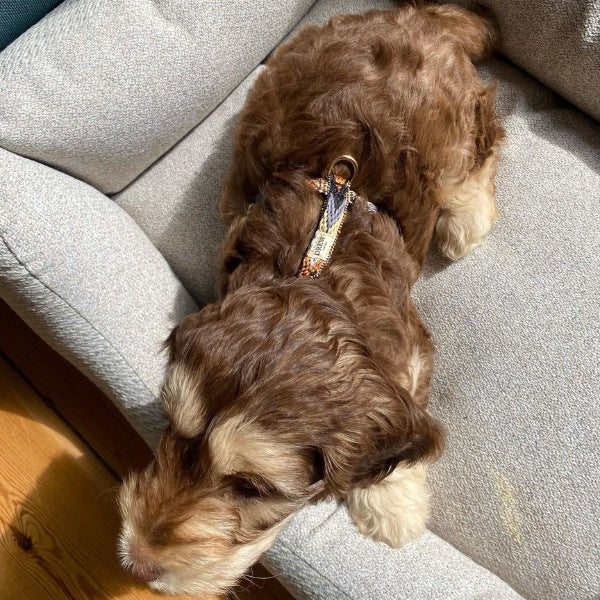 Drew's Dogwear Dark Arrow // Justerbar y-sele (brunt mønster)