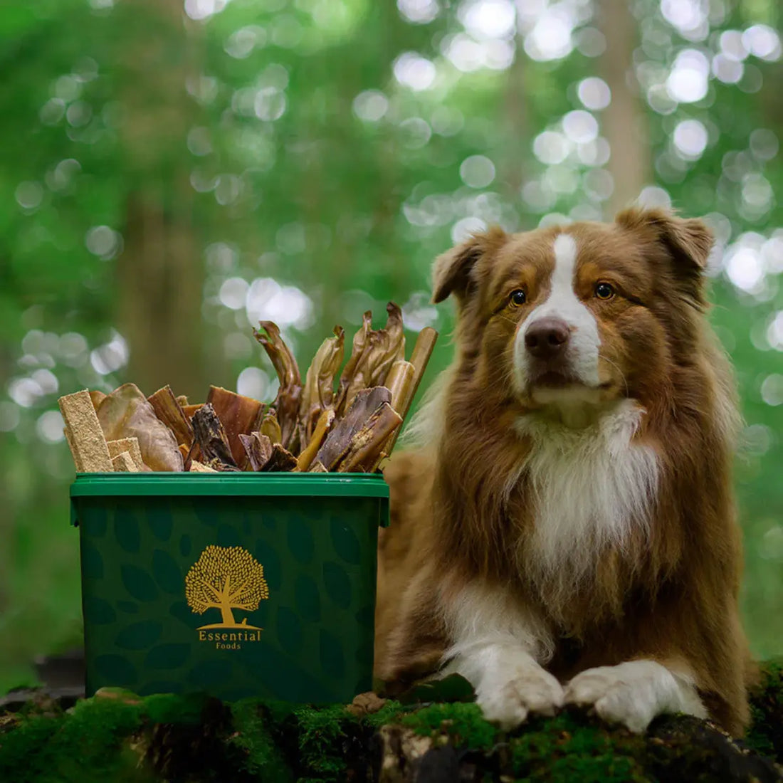 Essential The Small Food Box // Lufttæt foderspand til hundefoder (2,5kg.)