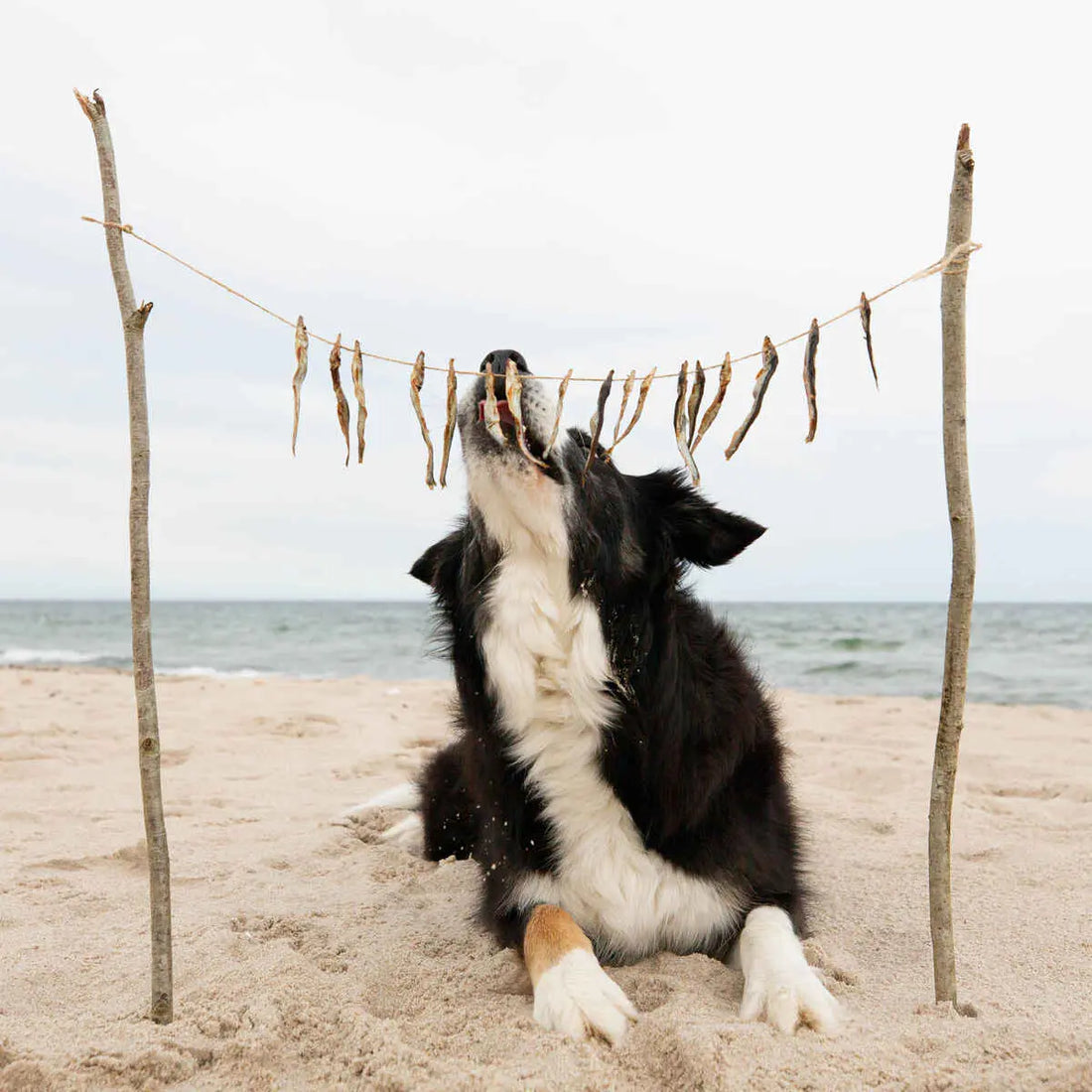 Essential Tiny Fish Delights // 100% strømning fra Østersøen (90g.)