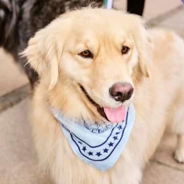 HAY Dogs Scarf // Hundebandana i bomuld (blå/navy)