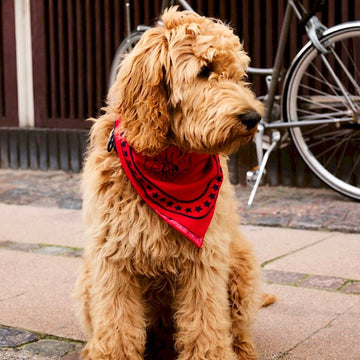 HAY Dogs Scarf // Hundebandana i bomuld (rød/navy)