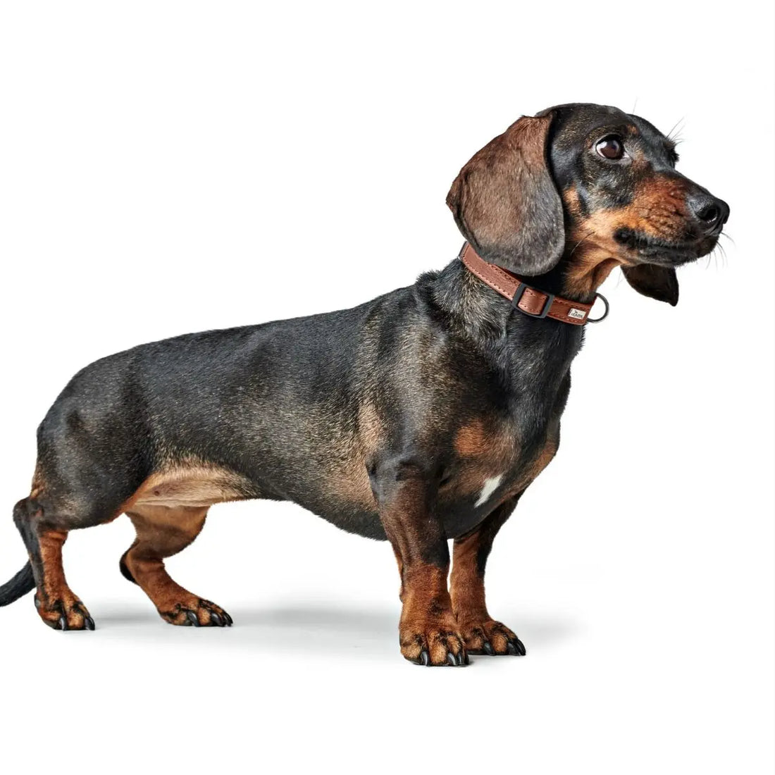 Hunter Canadian // Læderhalsbånd til hvalpe og små hunde (cognac)