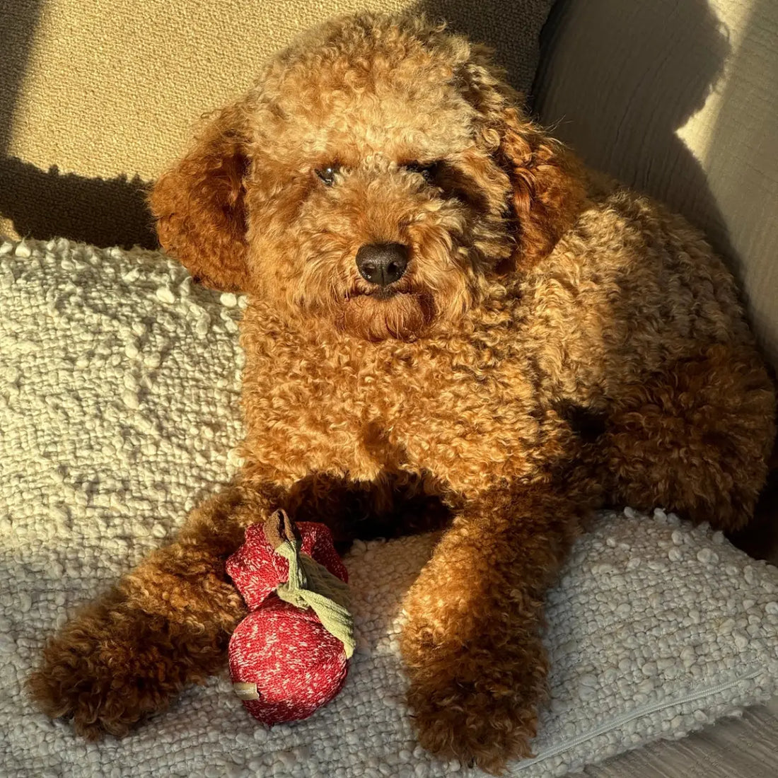 Lambwolf Cherry Pop // Aktivitetslegetøj med bolde med ‘piv’