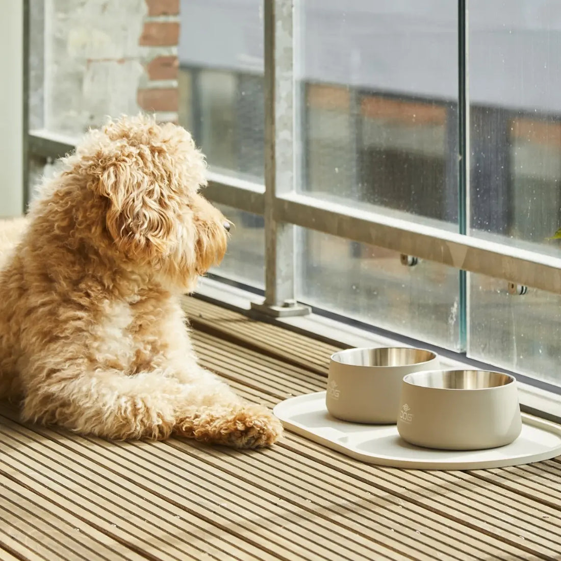 Dog Copenhagen Vega // Skridsikker hundeskål i rustfrit stål (caffe latte)