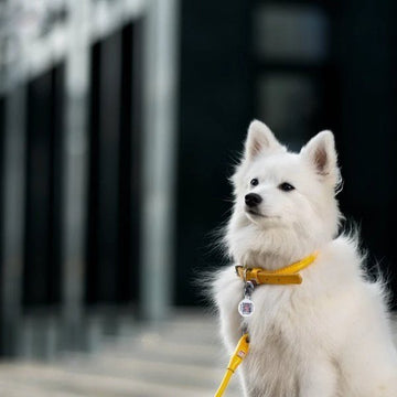 Waudog // Rundsyet halsbånd i læder (gul)