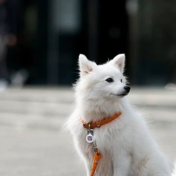 Waudog // Rundsyet halsbånd i læder (orange)