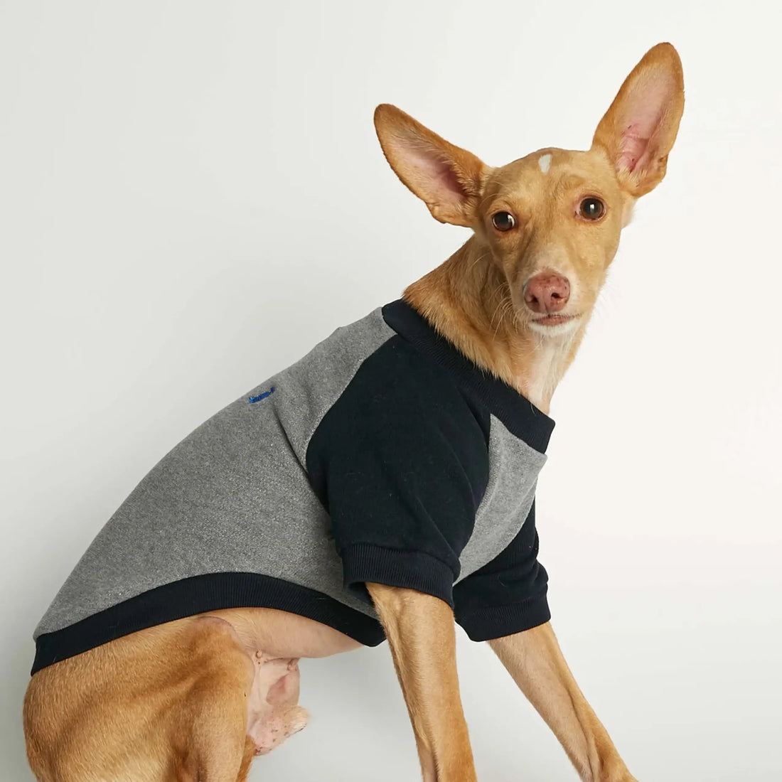 Blinky Sweatshirt // Hundesweater i økologisk bomuld (grå/navy) Medium