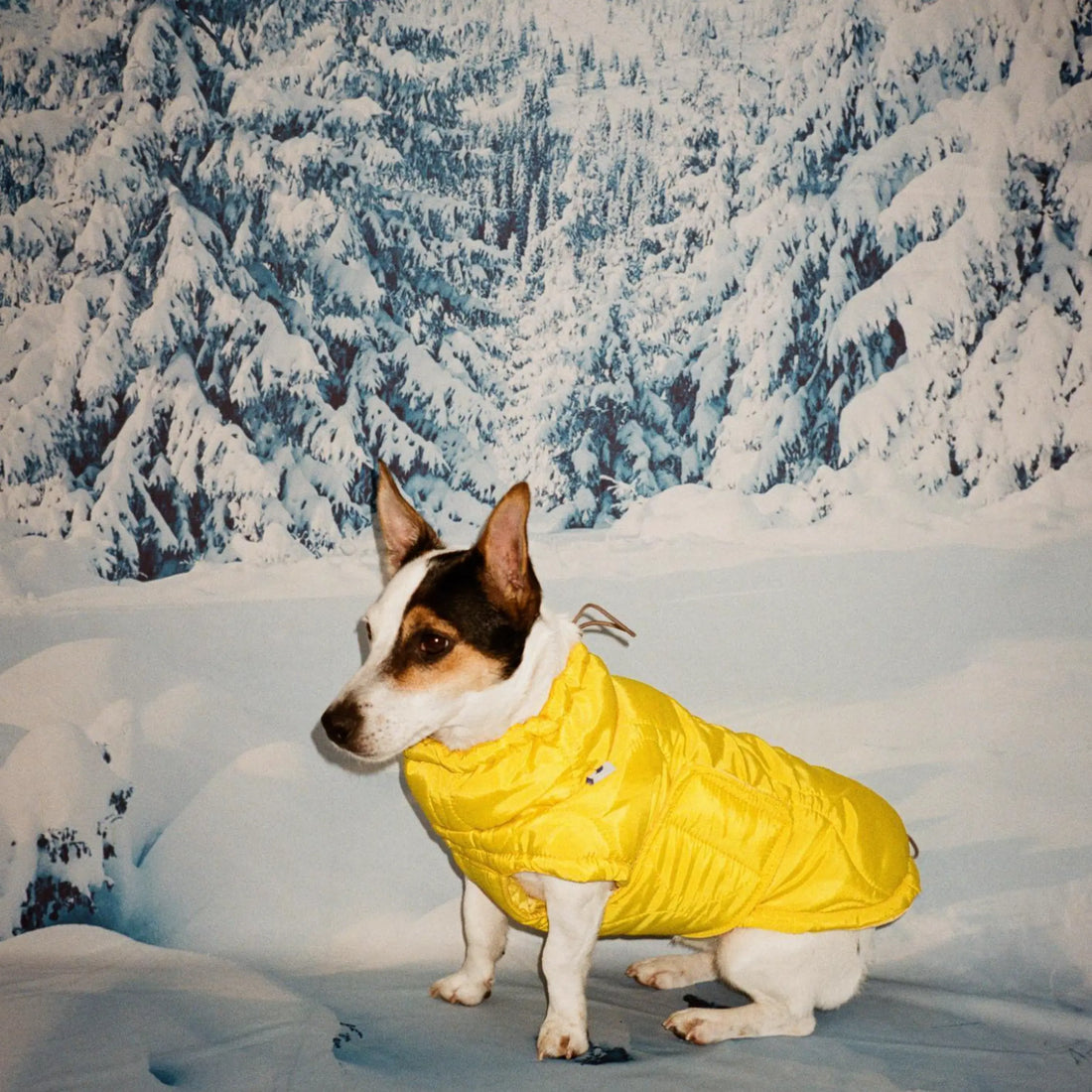 Al Puffer // Vandafvisende hundedækken (gul)