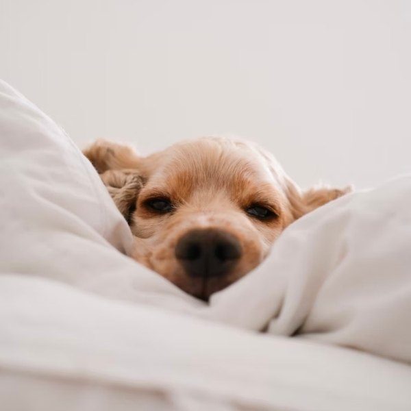 3 tips til at arbejde hjemme med en hundehvalp