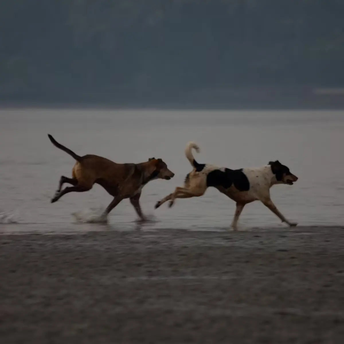 Guide til ledpleje for hunde