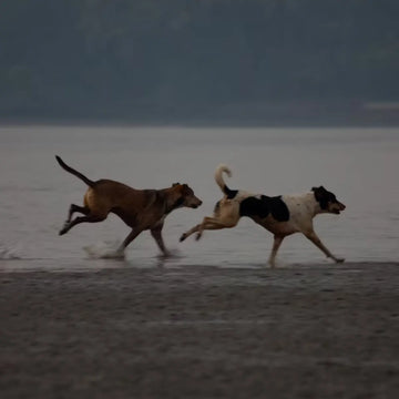 Guide til ledpleje for hunde