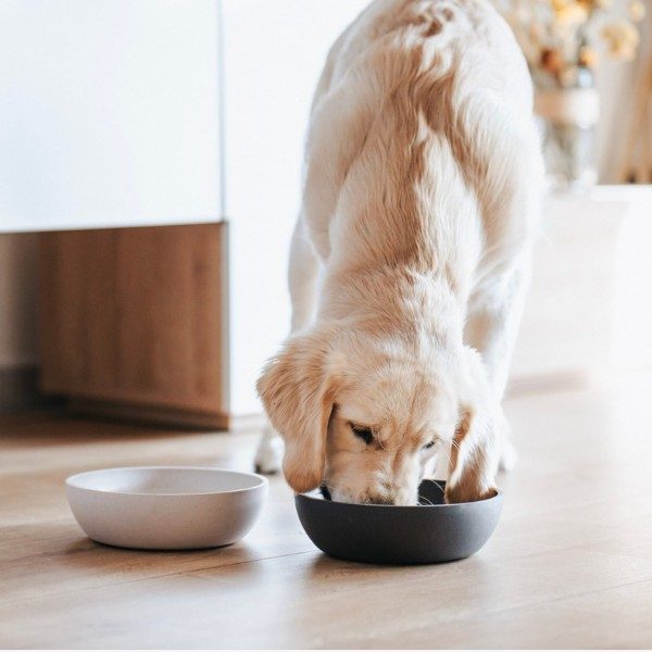 Hundefoder - hvad er det bedste hundefoder?