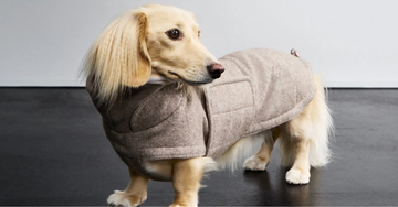 Har din hund brug for hundetøj?
