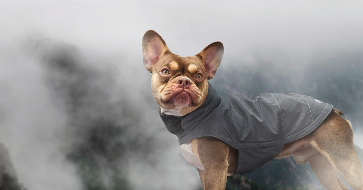 Størrelsesguide: Cloud7 jakker til fransk bulldog