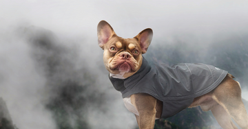 Størrelsesguide: Cloud7 jakker til fransk bulldog