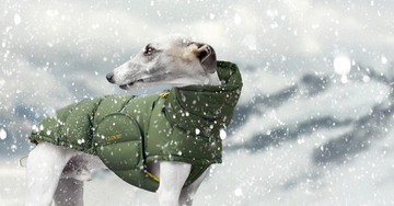 Vinter 'musthaves' til din hund