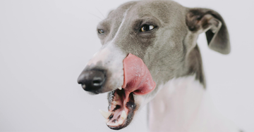 Julemad er ikke hundemad