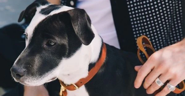 Hundetilbehør særligt velegnet til staffordshire bull terrier