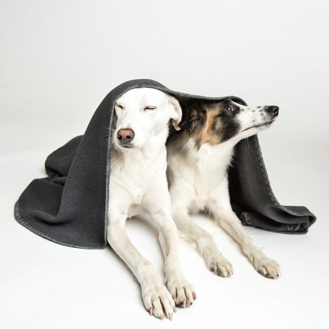 Cloud7 Blanket // Fleece dog blanket (dark gray)