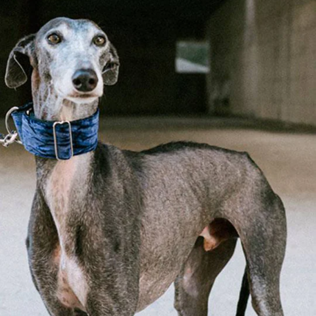 Martingale Brott Buseu // Halsbånd til mynder (blå velour)