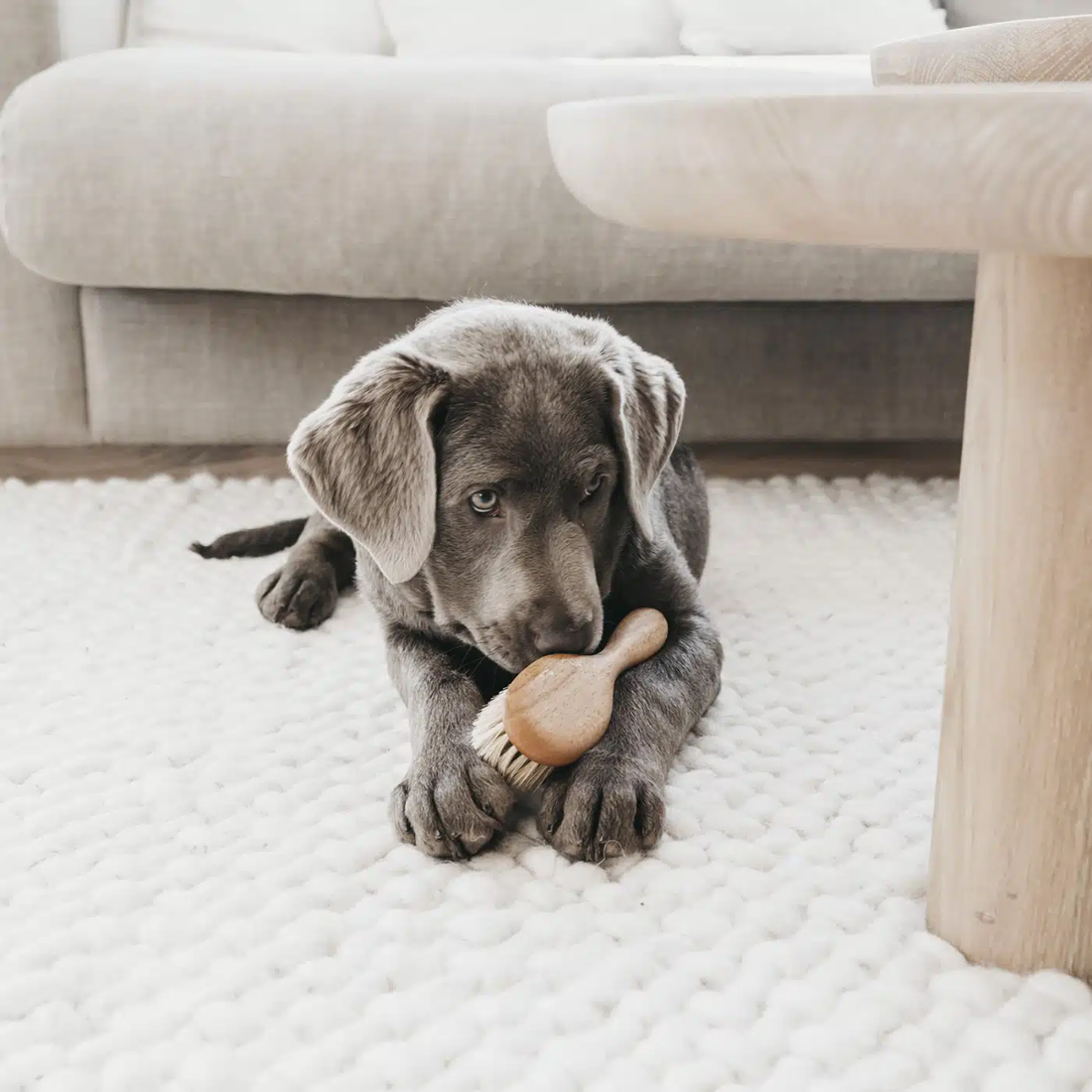 Lila Loves It Puppy Brush // Skånsom og blød hvalpebørste