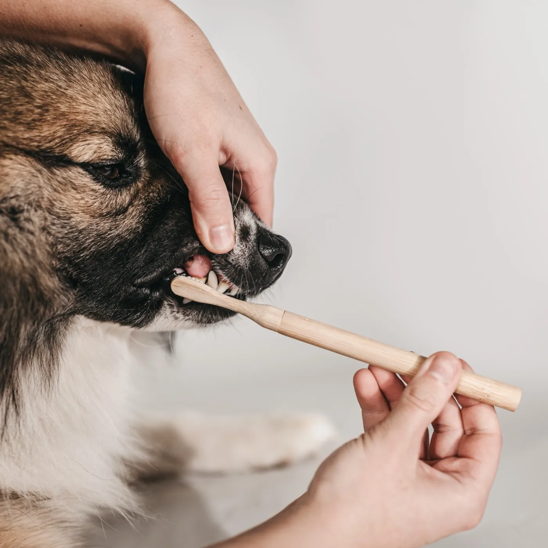 Lila Loves It Toothbrush // Hundetandbørste med udskiftelige børstehoveder