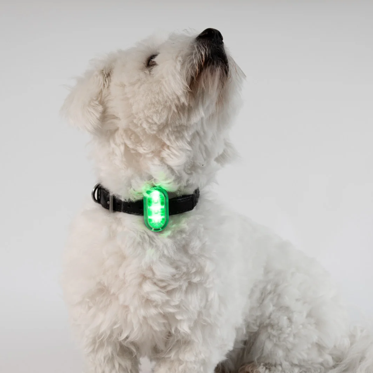 Reelight Switch Light // Genopladelig clip-on hundelygte (grøn)