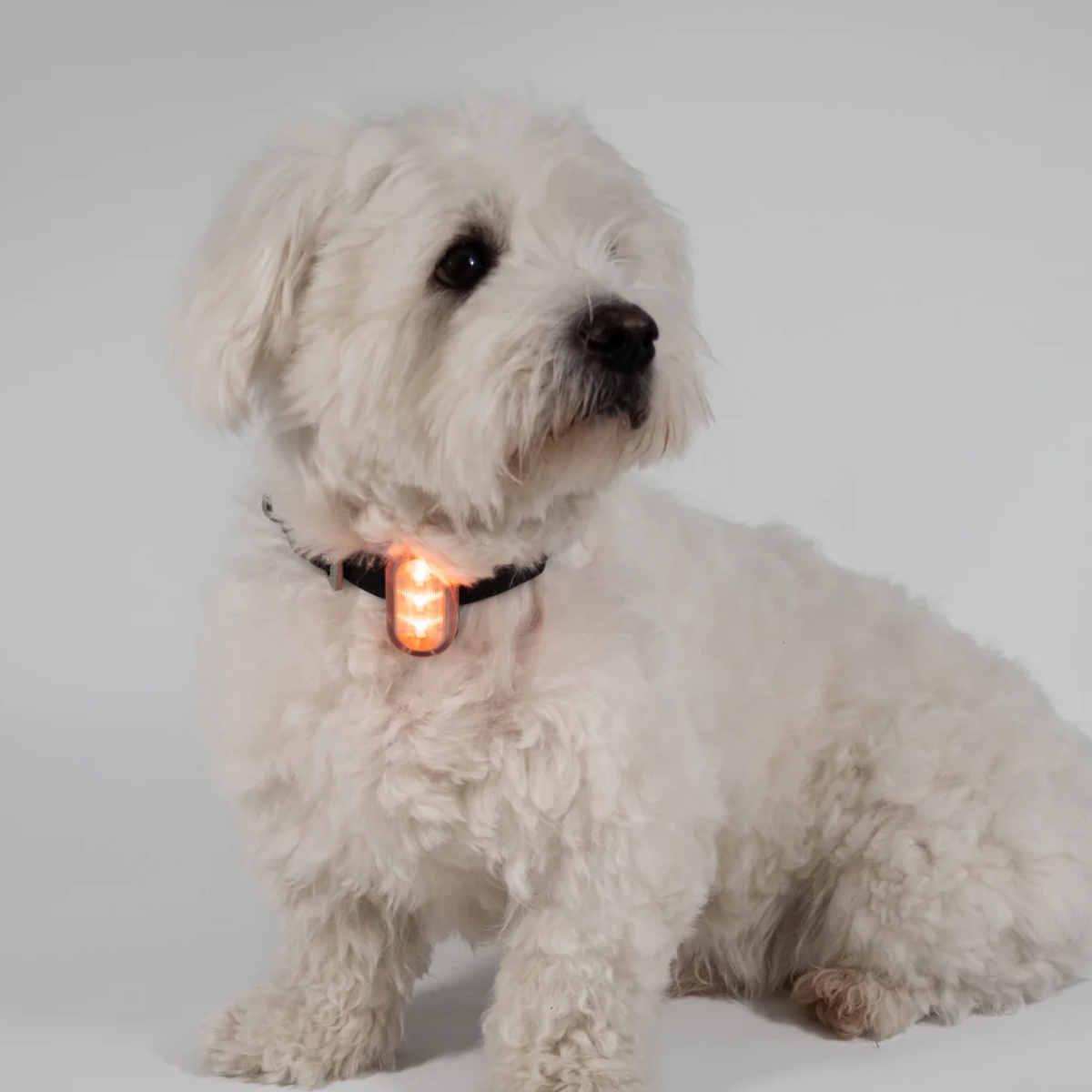 Reelight Switch Light // Genopladelig clip-on hundelygte (orange)