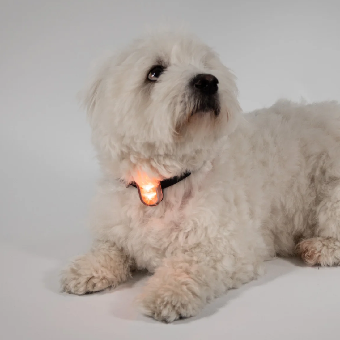 Reelight Switch Light // Genopladelig clip-on hundelygte (orange)