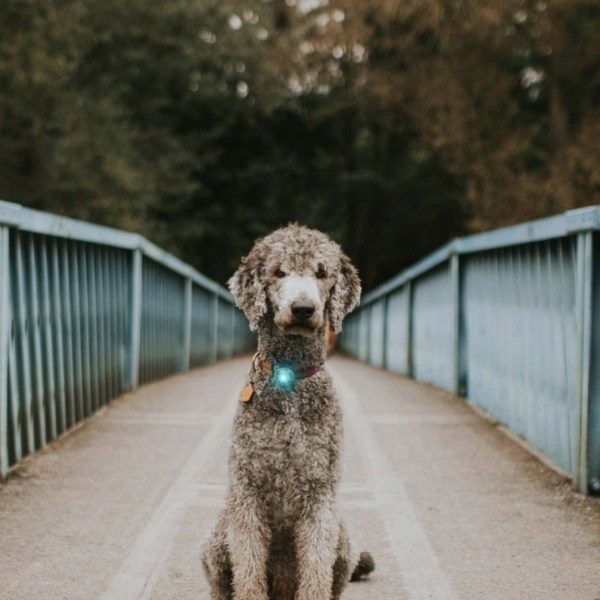 Orbiloc Dog Dual // Hundelygte (turkis)