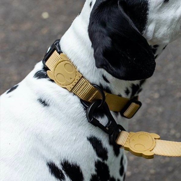 Zee.dog Sand // Let halsbånd med klikspænde (gylden beige)