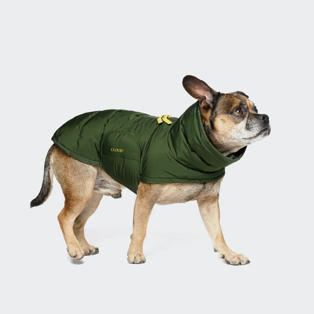 Cloud7 Alaska 2024, Fransk Bulldog // Varm vinterjakke (olive)