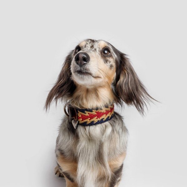 Buddys Dogwear Peruvian Arrow // Wide and light collar (blue)