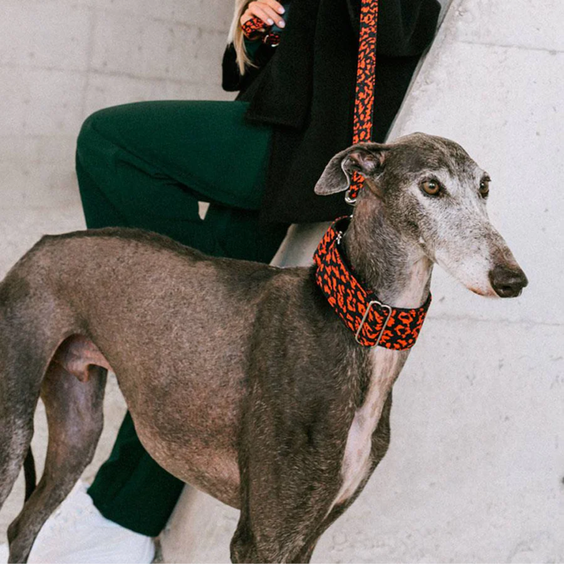 Martingale Brott Conesa // Halsbånd til mynder (rød leopard)