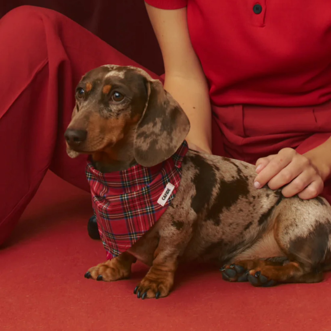 Cafide Bandana // Hundebandana i bomuld (royal stewart)